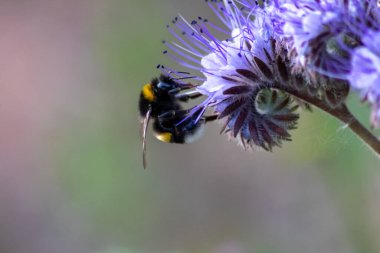 Busy bumblebee on violet flower in spring and summer collects pollen for honey production and is a beneficial organism and beneficial insect and beloved by garden friends and nature lovers