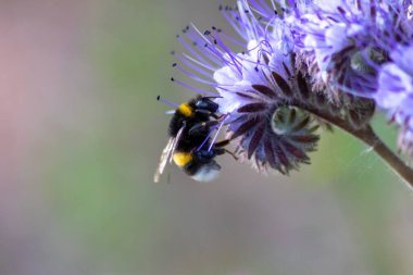 Busy bumblebee on violet flower in spring and summer collects pollen for honey production and is a beneficial organism and beneficial insect and beloved by garden friends and nature lovers