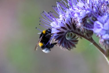 Busy bumblebee on violet flower in spring and summer collects pollen for honey production and is a beneficial organism and beneficial insect and beloved by garden friends and nature lovers