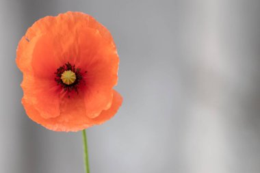 Baharda büyük kırmızı gelincik çiçekleri olan tarla, baharda bitkilerin kırılganlığını ve bahçecilikte doğanın kırılganlığını gösterir ve çiçeklerin tam esintisini yeşil arka planda kırmızı arka planda güzel bir renk kontrastı ile kırmızı arka planda doğanın güzelliğini gösterir.