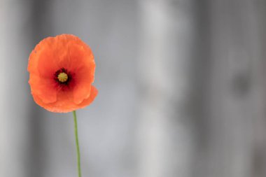 Baharda büyük kırmızı gelincik çiçekleri olan tarla, baharda bitkilerin kırılganlığını ve bahçecilikte doğanın kırılganlığını gösterir ve çiçeklerin tam esintisini yeşil arka planda kırmızı arka planda güzel bir renk kontrastı ile kırmızı arka planda doğanın güzelliğini gösterir.