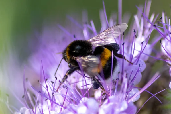 Bourdon Occupé Sur Fleur Violette Printemps Été Recueille Pollen Pour — Photo