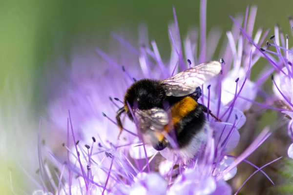Bourdon Occupé Sur Fleur Violette Printemps Été Recueille Pollen Pour — Photo