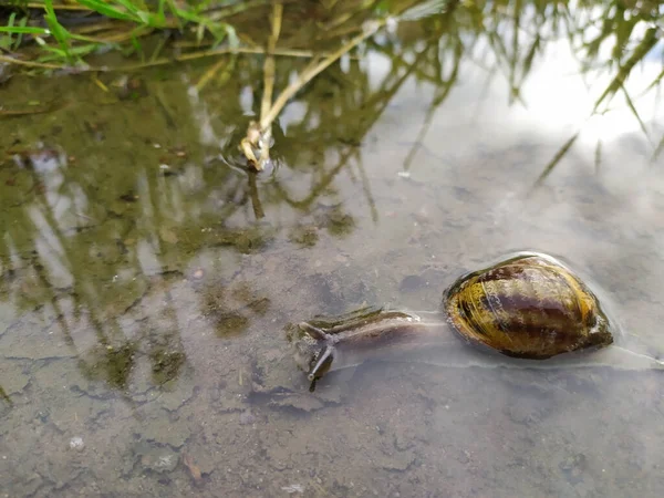 Grote Druivenslak Plas Zware Regenval Verdrinkend Kruipend Door Het Water — Stockfoto