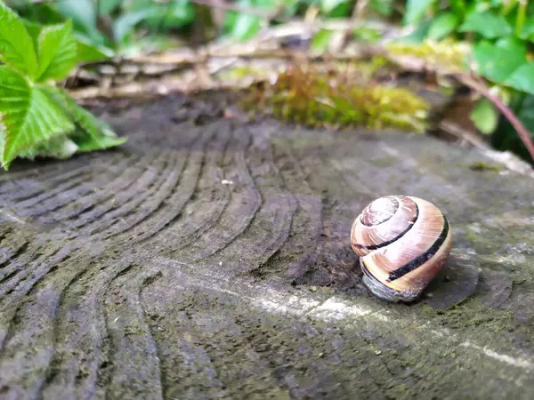 Caracol Toco Madeira Floresta — Fotografia de Stock