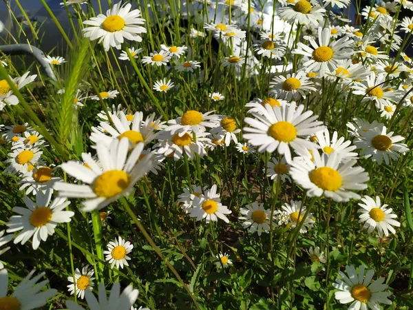 Beyaz Yapraklar Marguerite Papatya Çiçekleri Yazın Yaban Arıları Için Esinti — Stok fotoğraf