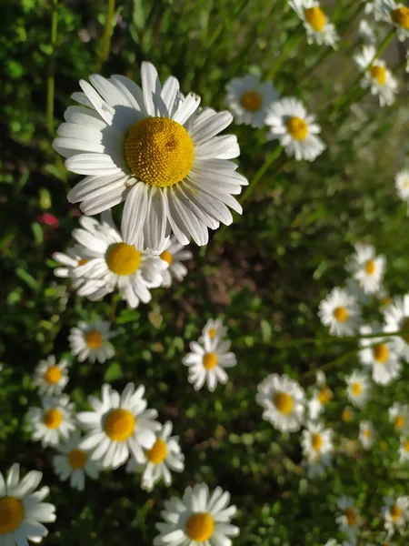 Vita Kronblad Marguerite Kamomill Blommor Full Blås Våren För Humlor — Stockfoto