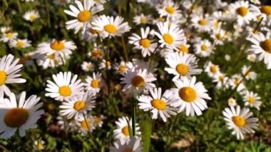 Beyaz taç yaprakları Marguerite papatya çiçekleri bahar ve yaz aylarında eserken güzel papatya çiçekleri huzurlu bir yaz sabahında ferahlık ve organik otlar gösterir.