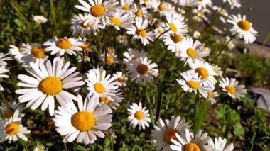 Beyaz taç yaprakları Marguerite papatya çiçekleri bahar ve yaz aylarında eserken güzel papatya çiçekleri huzurlu bir yaz sabahında ferahlık ve organik otlar gösterir.