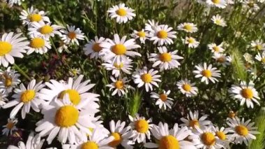 Beyaz taç yaprakları Marguerite papatya çiçekleri bahar ve yaz aylarında eserken güzel papatya çiçekleri huzurlu bir yaz sabahında ferahlık ve organik otlar gösterir.