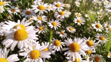 Beyaz taç yaprakları Marguerite papatya çiçekleri bahar ve yaz aylarında eserken güzel papatya çiçekleri huzurlu bir yaz sabahında ferahlık ve organik otlar gösterir.