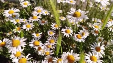 Beyaz taç yaprakları Marguerite papatya çiçekleri bahar ve yaz aylarında eserken güzel papatya çiçekleri huzurlu bir yaz sabahında ferahlık ve organik otlar gösterir.