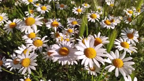 白い花びら春と夏に満開のマルグリット カモミールの花々が美しいデイジーの花々が 夏の輝く朝の静かな環境の中で新鮮さと有機ハーブを間近で見せてくれます — ストック動画