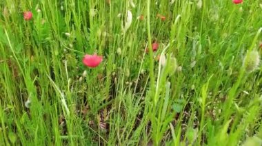 Renkli gelincikli çiçek tarlası. Her yeri kıpkırmızı çiçeklerle kaplı. Yavaş çekimde çiçek açıyor ve yaz ve bahar süsleri için kırmızı taç yaprakları rengarenk çiçekler gibi.