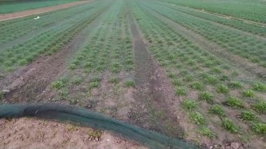 Taze sebzeler için organik tarım ve mono kültür olarak yetişen yeşil salata tarlası sağlıklı lahana ve vitamin açısından zengin içeriklerin yetiştirildiği bahçelerin büyüdüğünü gösteriyor.