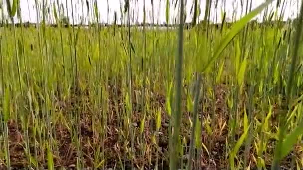 Maduración Maíz Orgánico Prado Tierras Cultivo Primavera Que Crece Sin — Vídeos de Stock