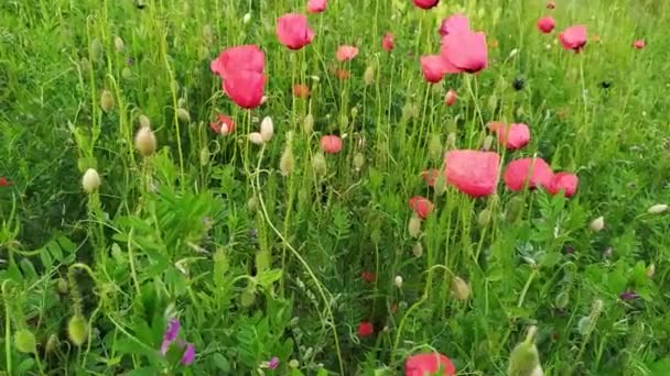 Colorful Poppy Flower Field Many Red Flowers Full Blow Blooming — Stock Video