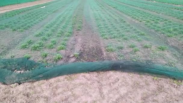 Cultivo Del Campo Ensaladas Verdes Como Plantación Orgánica Monocultivo Para — Vídeos de Stock