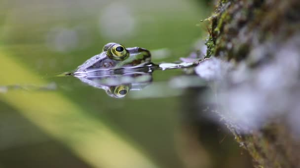 Schüchterner Großer Grüner Frosch Blinzelt Sich Gartenteich Die Augen Putzen — Stockvideo