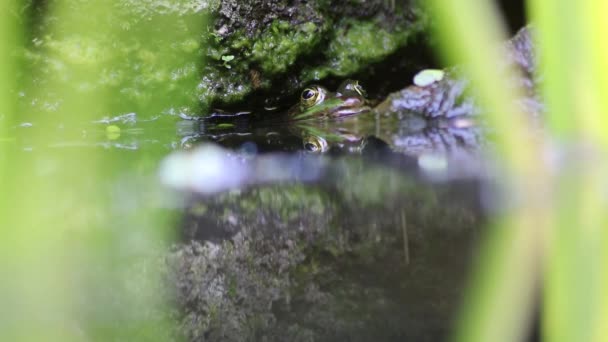 庭の池に隠れている大きな緑のカエルは マクロビューの庭のビオトープと春に獲物の動物を待っている両生類のための牧歌的な生息地でカエルの目を示しています — ストック動画