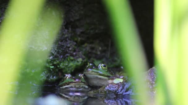 Zwei Große Grüne Frösche Gartenteich Mit Schöner Spiegelung Der Wasseroberfläche — Stockvideo