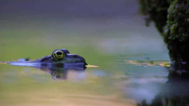 Nagy Zöld Béka Kerti Tóban Gyönyörű Tükörképpel Víz Felszínén Béka — Stock videók