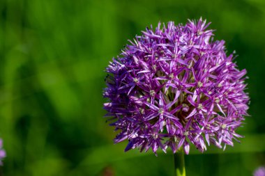yeşil bahçede mor çiçek