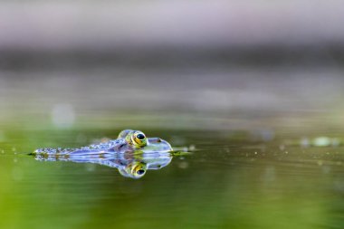 Bahçe havuzundaki büyük yeşil kurbağa su yüzeyinde güzel bir yansımaya sahiptir. Bahçe biyografisinde kurbağa gözleri, makro manzarada ve ilkbaharda çiftleşen amfibiler için cennet yaşam alanında böcekler görülür.