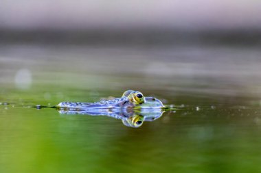 Bahçe havuzundaki büyük yeşil kurbağa su yüzeyinde güzel bir yansımaya sahiptir. Bahçe biyografisinde kurbağa gözleri, makro manzarada ve ilkbaharda çiftleşen amfibiler için cennet yaşam alanında böcekler görülür.