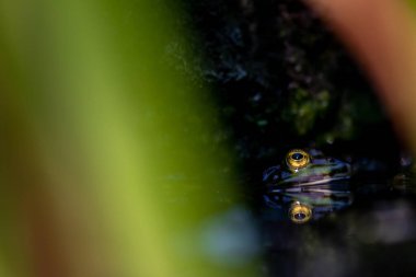 Gölet suyundaki güzel kurbağa