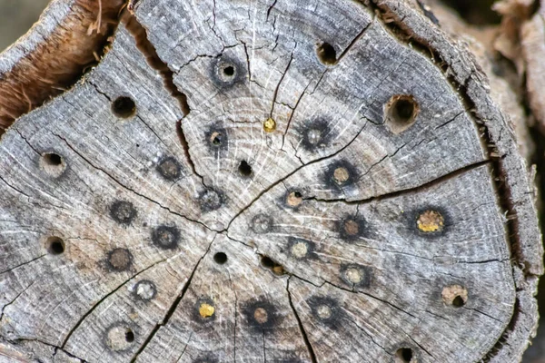 Doğayı Korumak Için Odunlarda Delikler Olan Organik Arı Oteli Arıcıların — Stok fotoğraf