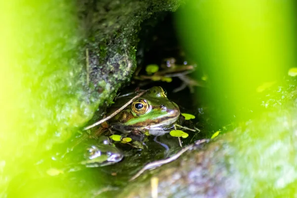 Sapo Verde Grande Lagoa Jardim Com Bela Reflexão Superfície Água — Fotografia de Stock