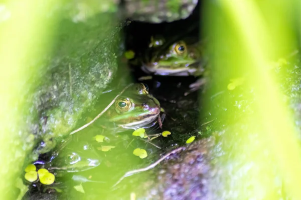 水面に反射が美しい庭池の大きな緑のカエルは マクロビューの庭のビオトープでカエルの目と昆虫を待って春に交尾両生類のための牧歌的な生息地を示しています — ストック写真