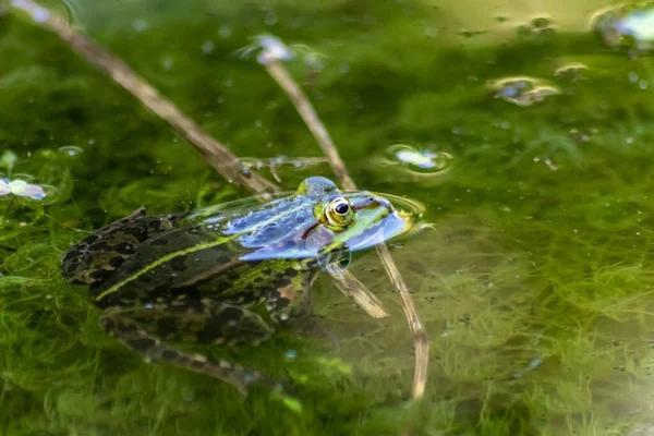 Velká Zelená Žába Zahradním Jezírku Krásným Odrazem Vodní Hladině Ukazuje — Stock fotografie