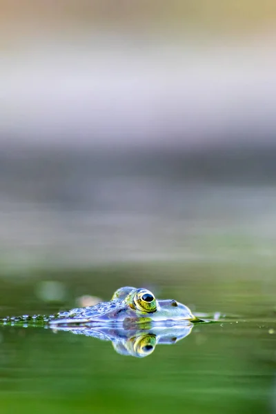 Sapo Verde Grande Lagoa Jardim Com Bela Reflexão Superfície Água — Fotografia de Stock