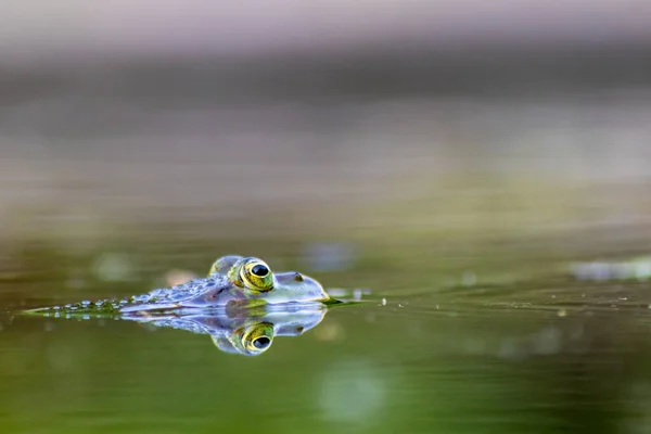 Velká Zelená Žába Zahradním Jezírku Krásným Odrazem Vodní Hladině Ukazuje — Stock fotografie