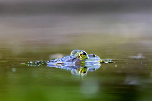 水面に反射が美しい庭池の大きな緑のカエルは マクロビューの庭のビオトープでカエルの目と昆虫を待って春に交尾両生類のための牧歌的な生息地を示しています — ストック写真