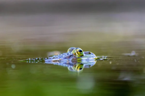 Grosse Grenouille Verte Dans Étang Jardin Avec Une Belle Réflexion — Photo