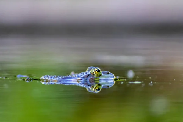 Grosse Grenouille Verte Dans Étang Jardin Avec Une Belle Réflexion — Photo