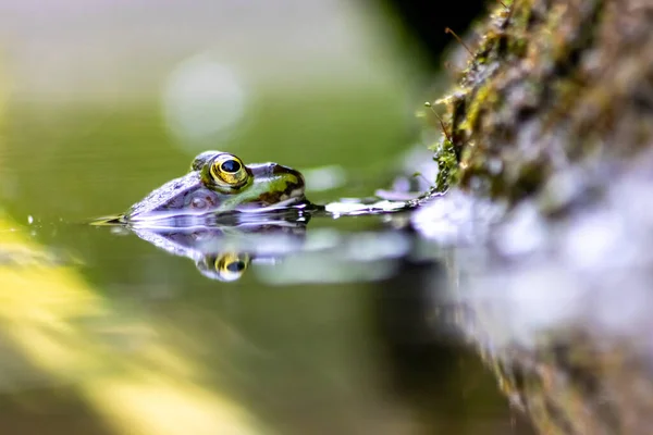 Piękna Żaba Wodzie Stawu — Zdjęcie stockowe