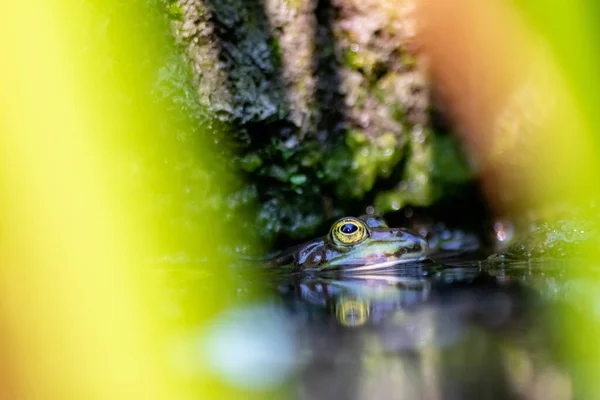 池の水の中の美しいカエル — ストック写真
