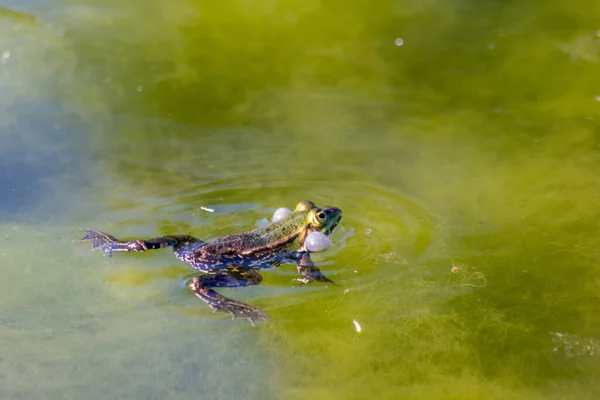 Sapo Bico Verde Nadando Água Tempo Emparelhamento Busca Uma Fêmea — Fotografia de Stock