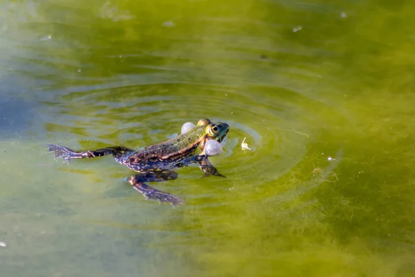 春と夏の時間に庭の池でライバルや競争との交配や戦いの後に産卵するために女性のカエルを探してペアリング時間で水の中で緑のクロッキングカエル水泳 — ストック写真