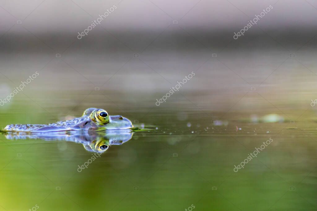 Rana verde grande en estanque de jardín con hermoso reflejo en la superficie del agua muestra