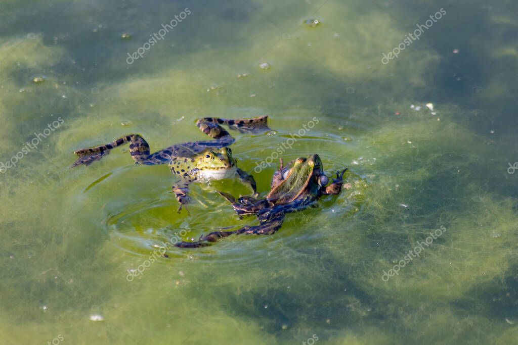 Rana verde grande en estanque de jardín con hermoso reflejo en la