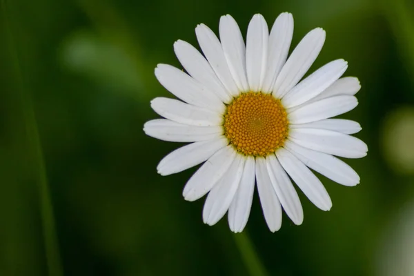 Margeritenblüte Wächst Durch Grünen Zaun Städtischen Gärten Mit Blütenkopf Frühling — Stockfoto