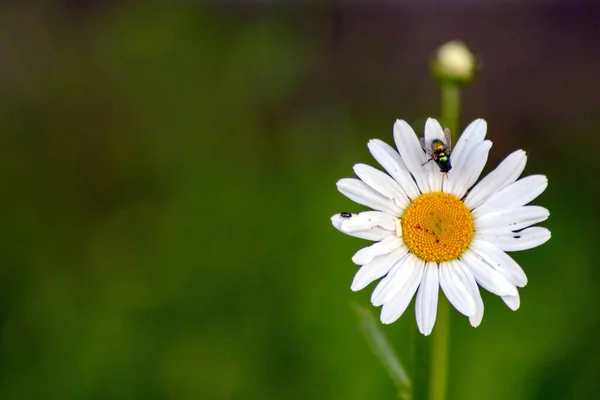 Margeritenblüte Wächst Durch Grünen Zaun Städtischen Gärten Mit Blütenkopf Frühling — Stockfoto