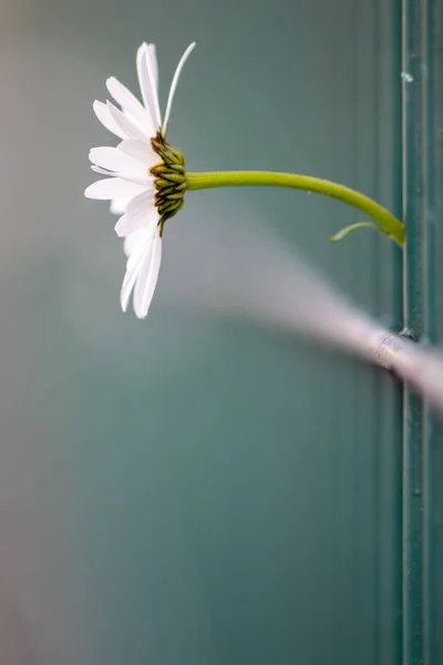 Marguerite Kwiat Rośnie Przez Zielony Płot Aby Uciec Miejskich Ogrodów — Zdjęcie stockowe