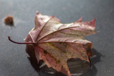 sonbahar yaprakları siyah arkaplanda