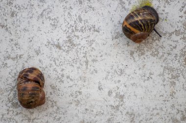 Beyaz duvardaki salyangozları kapatın.